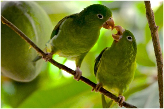 Colombia y sus mil tonos de ‘verde loro’