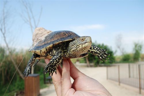 O Grove (Pontevedra) acoge una reunión sobre recuperación de tortugas