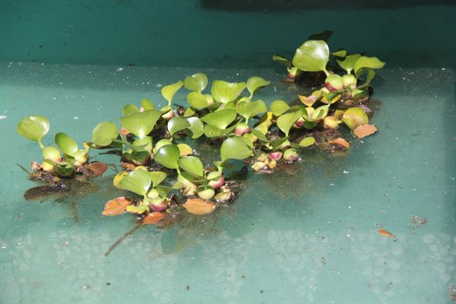 Se instala una planta acuática invasora en la cuenca del río Vélez