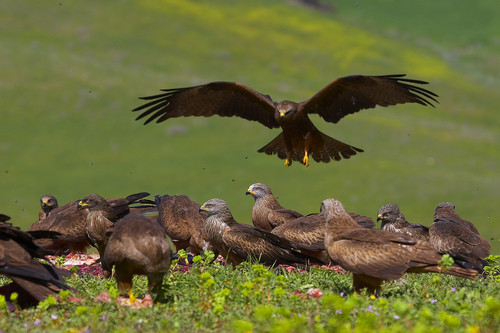 Las aves rapaces ‘clave’ para el control de los topillos