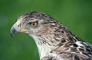 Águilas perdiceras con GPS