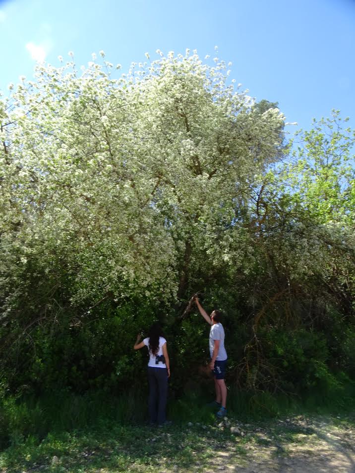 Detectan un grupo del escaso Cerezo de Santa Lucia (Prunus mahaleb) en Cañaverosa