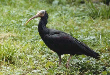 Este miércoles se inicia el programa de voluntariado para la crianza de Ibis eremita en Cádiz