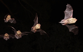 Cataluña. El visitantes del Parque Natural del Alto Pirineo podrán hacer un seguimiento sobre las especies más amenazadas de murciélagos