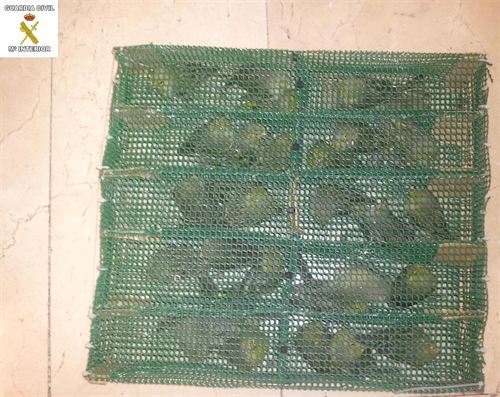 Islas Canarias. La Guardia Civil se incauta de 30 canarios silvestres que intentaban vender en la Península