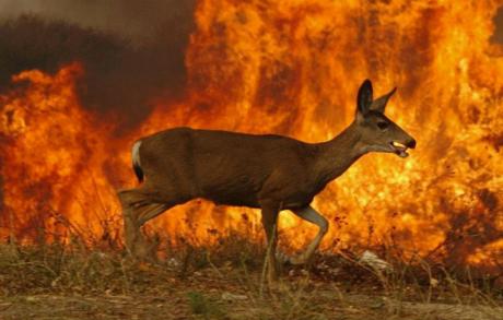 Córdoba publica un bando con medidas para la prevención de incendios forestales