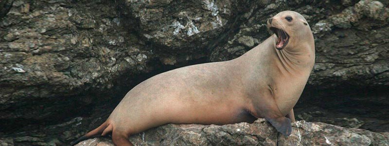 Por qué se van los lobos marinos de México