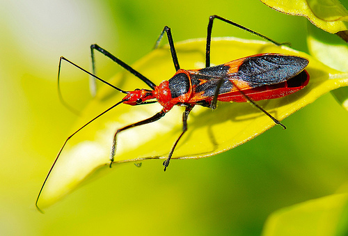 La UE aplaza hasta 2020 su objetivo de detener la pérdida de biodiversidad