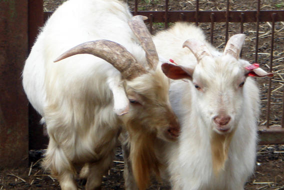 Los machos cabríos atraen por el aroma de su piel a las hembras