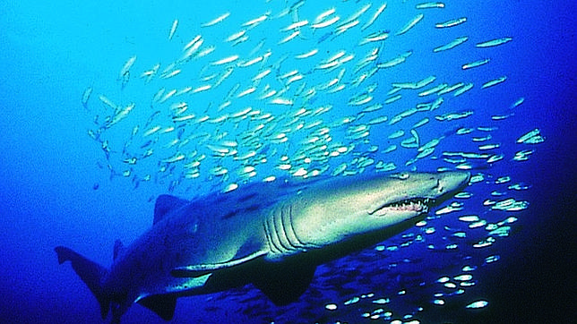 Nuevo proyecto: Evaluación del servicio de la pesca en el contexto de los ecosistemas acuáticos de España