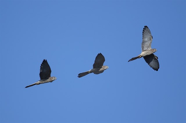 Andalucía celebra en los espacios protegidos de Huelva el ‘Día Mundial de las Aves’