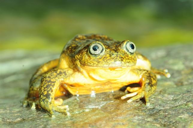La rana dorada que se escondía en los Andes de Perú