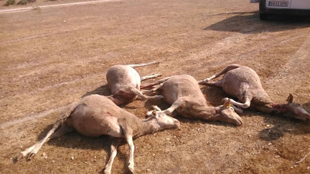 Un ataque de "perros asilvestrados" mata a once ovejas en Villaseco de los Gamitos (Salamanca)