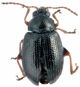 Intentan evitar la introducción del Epitrix en Baleares