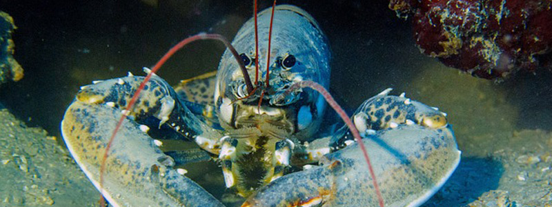 Diseña Cinvestav refugios artificiales para langostas en la costa de Yucatán