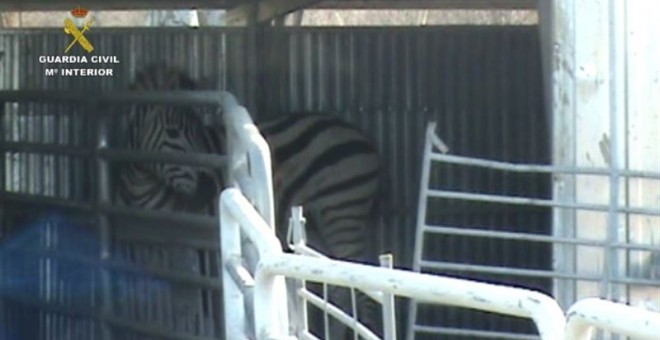 El SEPRONA desarticula una red que exportaba cebras enfermas a Dubai y no es broma