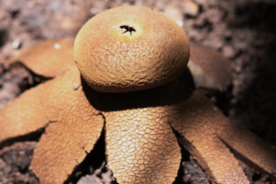 La ‘imperfección’ de los hongos