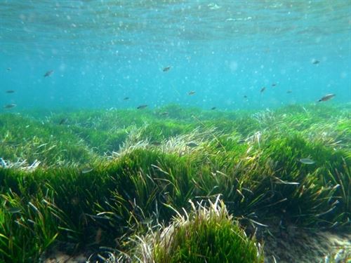 Qué se piensa hacer para proteger las calas baleares donde hay posidonia amenazada