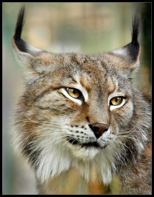 La Junta liberará en octubre a un nuevo lince de Sierra Morena en Doñana para reforzar la población