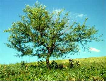 El olmo de Siberia y el chopo ‘excelentes’ fuentes de biomasa