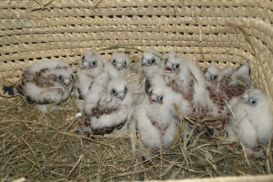 La asociación DEMA organiza este martes una liberación de pollos de cernícalo primilla recuperados en Extremadura