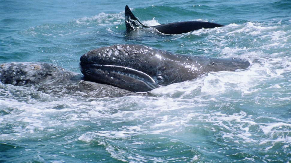 Un informe del Gobierno balear constata que en 2013 se realizaron sondeos en la época de migración de ballenas