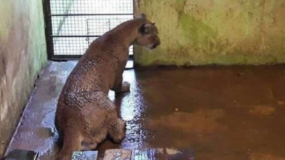 Argentina. Polémica por las condiciones de encierro del puma capturado en Cataratas