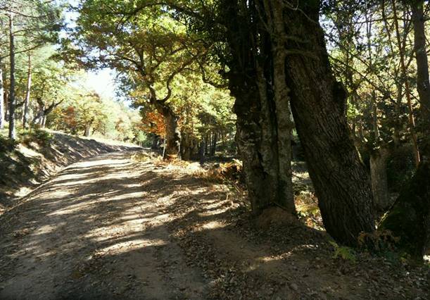 Burgos. De bosque a centro comercial