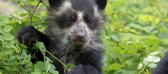 Ecuador: vale más el cobre o el bosque