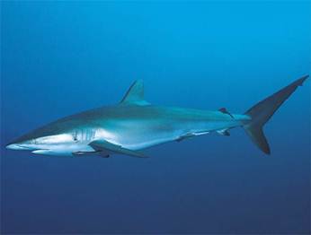 Chile. Oceana solicita a ministro de economía medida para evitar pesca incidental de tiburones