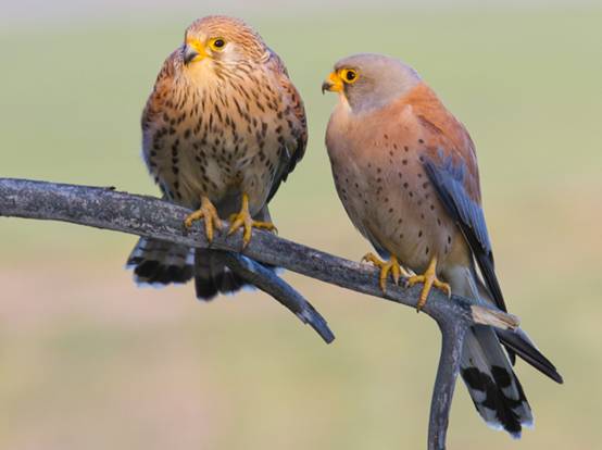 Notable disminución de varias especies de aves en Extremadura
