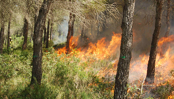 El fuego también puede ser una vacuna contra los incendios forestales catastróficos