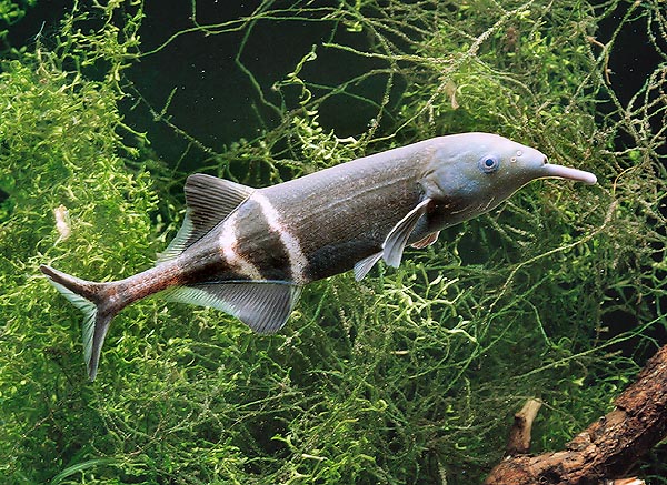 Un mismo proceso genético forma las branquias de los peces y los dedos de los mamíferos