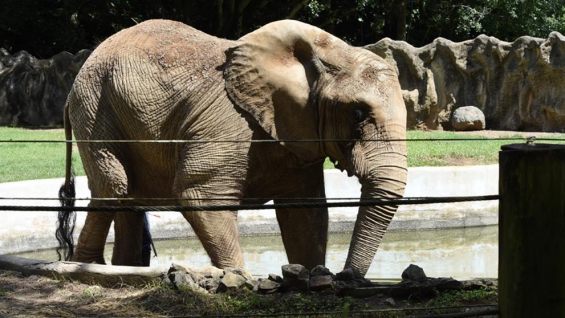 Puerto Rico: Un elefante y 10 felinos de un zoo buscan hogar