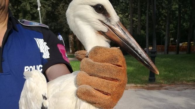La Policía recupera una cigüeña en Paseo de Talleres y la envían a Brinzal para su recuperación