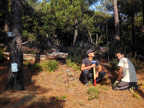 Atrapar esporas de setas permite estimar su producción