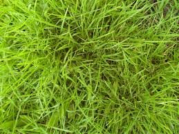 Nicaragua presentará pasto contra cambio climático en congreso internacional