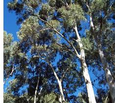 La Xunta de Galicia insiste en que el pesticida para combatir una plaga de eucaliptos en la comarca de Melide es inocuo