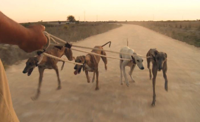 Todos contra la caza con galgos