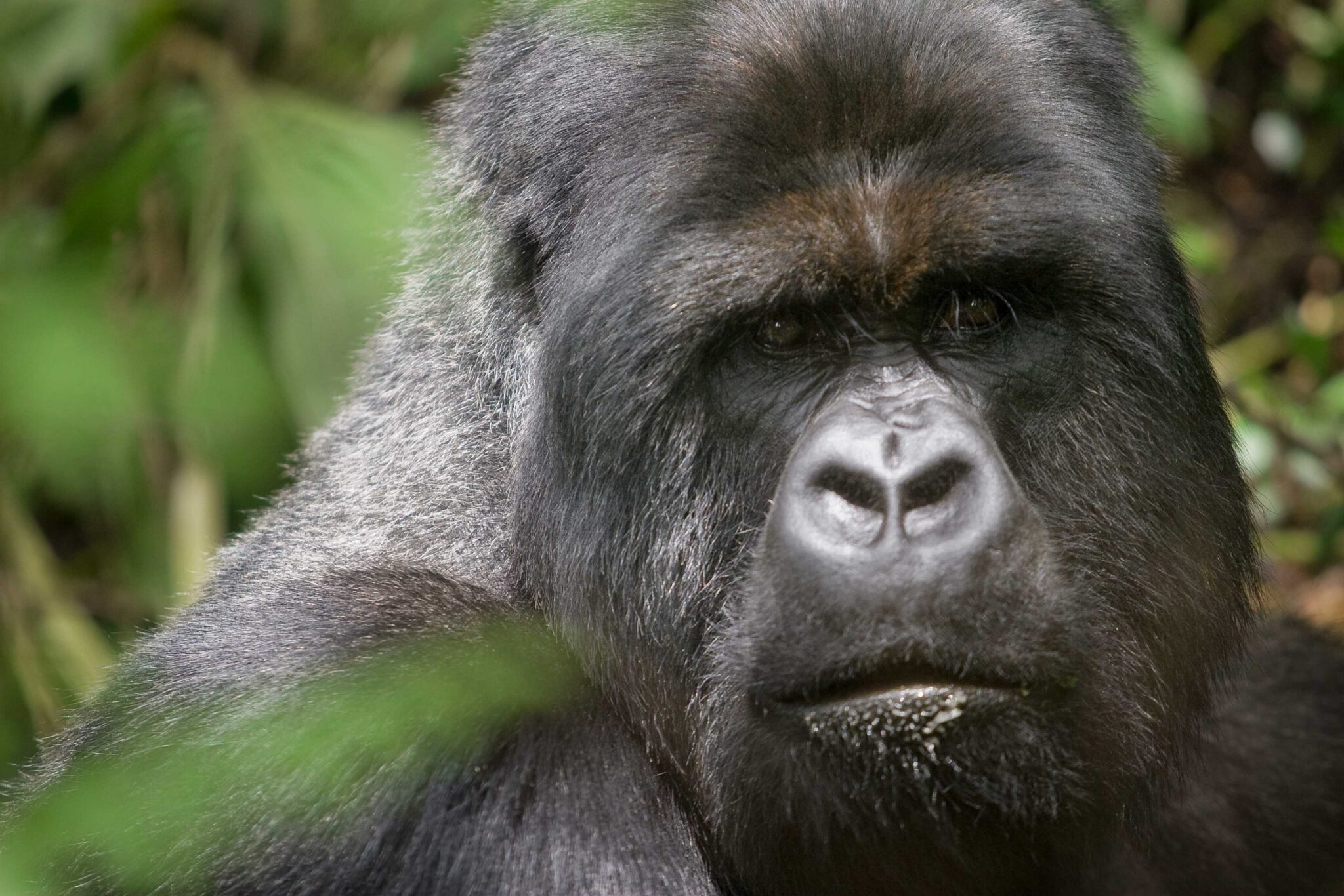 Tráfico de especies una asignatura pendiente