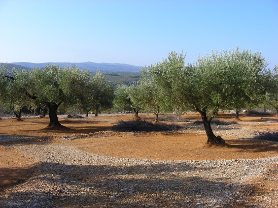 Iniciativas para potenciar la agricultura de secano en Castellón