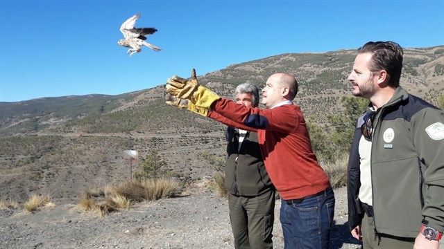 Liberan un ejemplar de búho real y otro de cernícalo en la Sierra de los Filabres