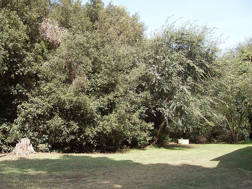 Desarrollo Rural compensará a los agricultores afectados por repoblaciones forestales