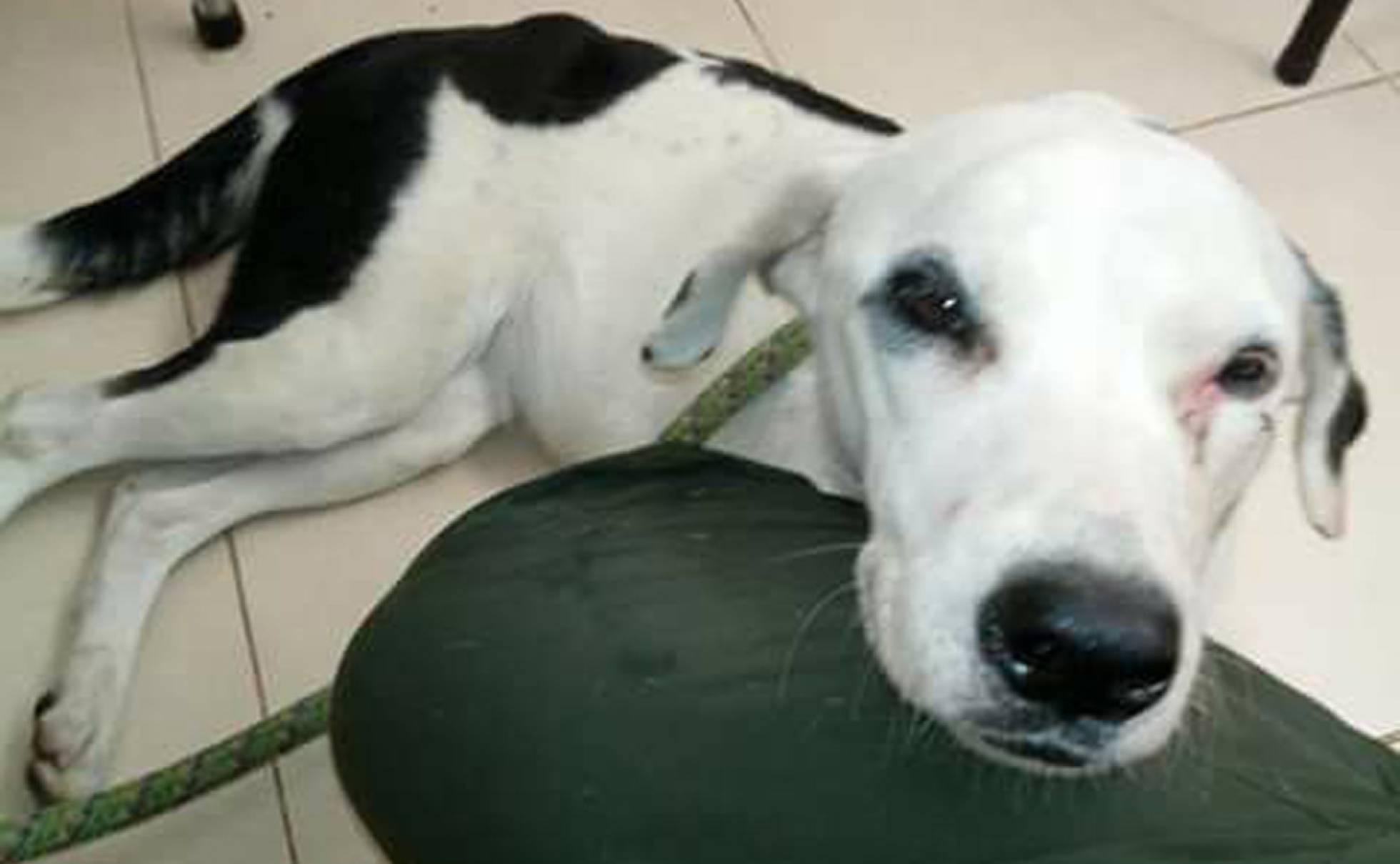 Colombia: Murió la perra que estuvo esperando a sus dueños durante un mes en un aeropuerto