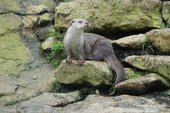 60 ornitólogos realizan este fin de semana un nuevo censo en el Refugio de Montejo