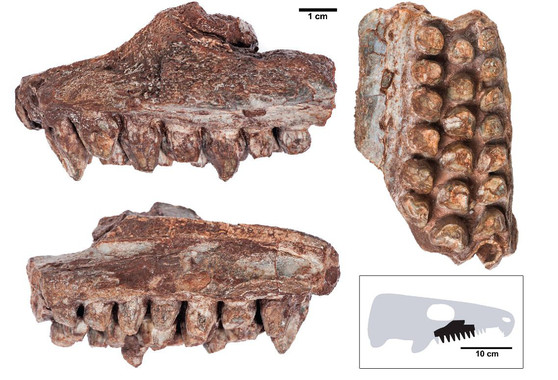 Hallan un reptil de 260 millones de años en la sierra de Tramuntana