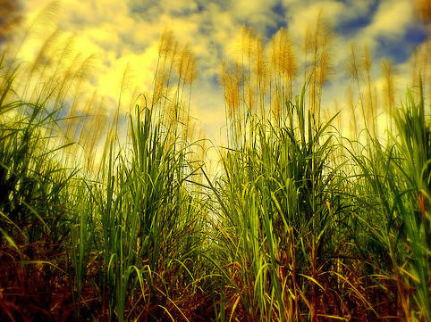 Reutilizarán aguas residuales en cultivo de alimentos