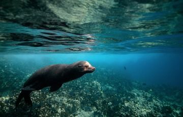 Fortalece México sus Áreas Naturales Protegidas