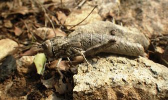 Localizan en Montmell una especie de saltamontes en peligro de extinción del Penedès y Anoia (Cataluña)
