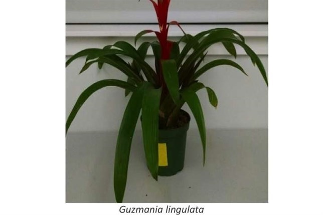 Pon un tu casa plantas interiores y mejora tu sistema respiratorio